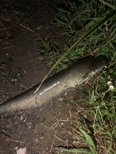 ナマズの釣果