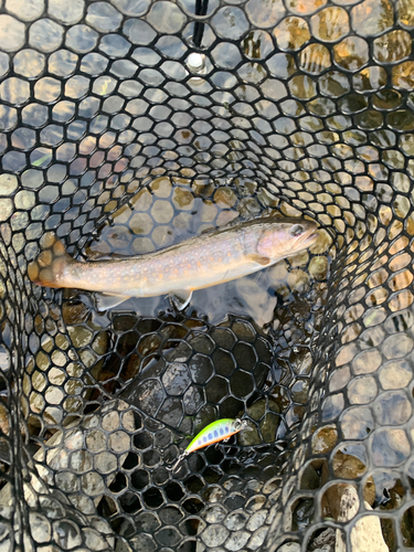 イワナの釣果