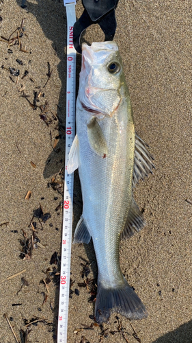 セイゴ（マルスズキ）の釣果