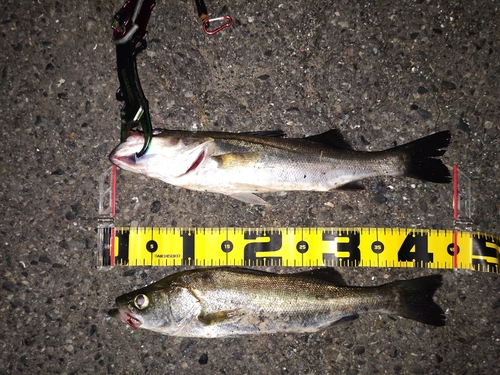 シーバスの釣果