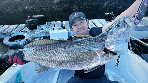 ニベの釣果