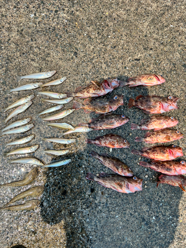 ブラックバスの釣果