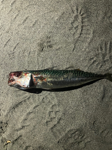 サバの釣果