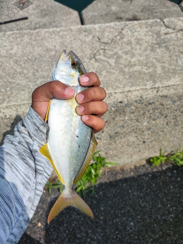 ショゴの釣果