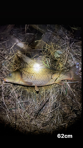 ニゴイの釣果