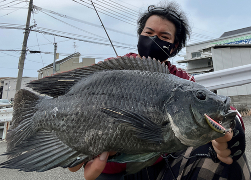 ティラピアの釣果