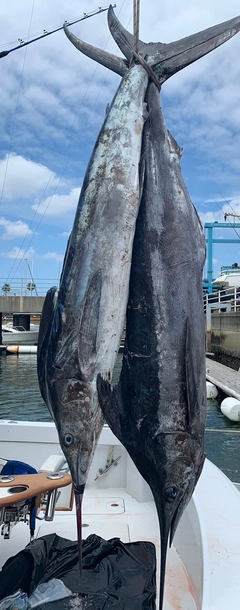 クロカジキの釣果