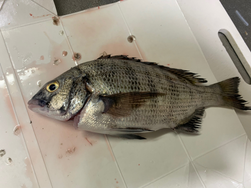 クロダイの釣果