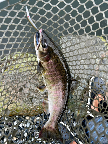 ニジマスの釣果