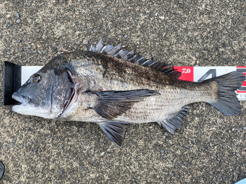 チヌの釣果