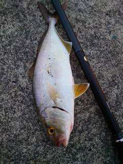 ショゴの釣果