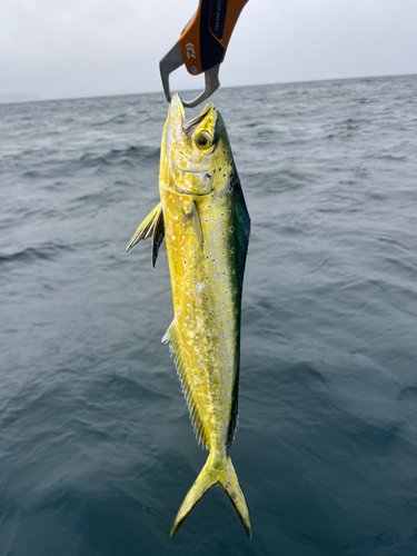 シイラの釣果