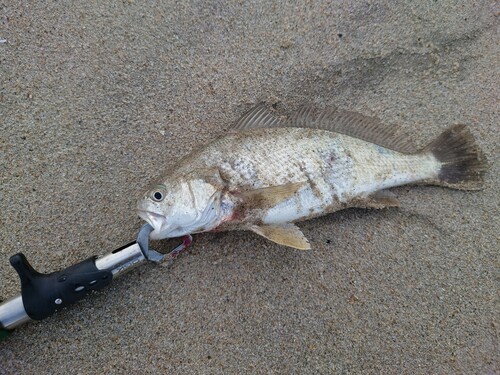 イシモチの釣果