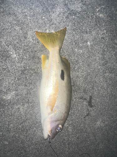 イッテンフエダイの釣果