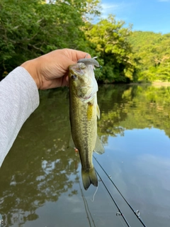 ラージマウスバスの釣果