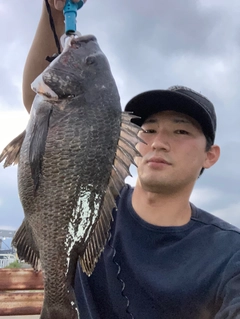 チヌの釣果