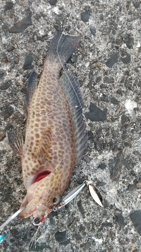 オオモンハタの釣果