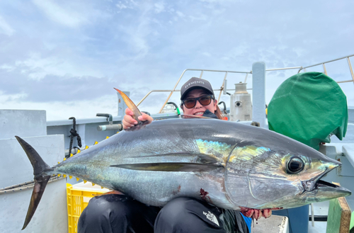 キハダマグロの釣果