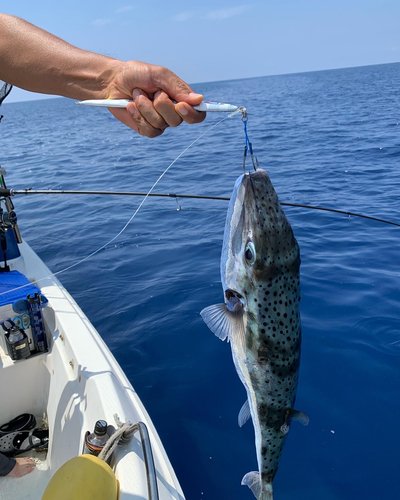 センニンフグの釣果