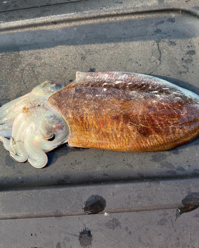 コウイカの釣果