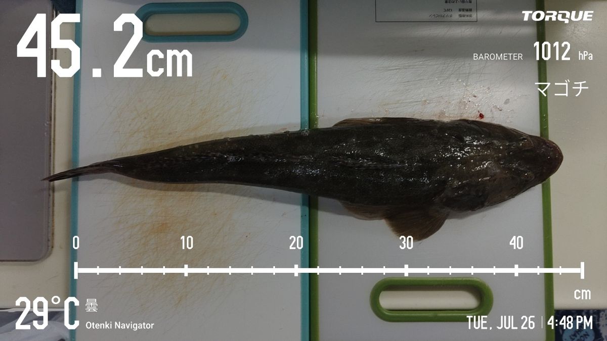 でっけさんの釣果 2枚目の画像