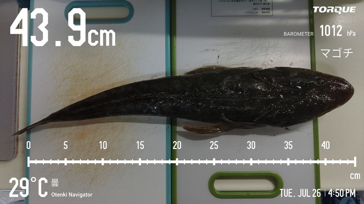 でっけさんの釣果 3枚目の画像