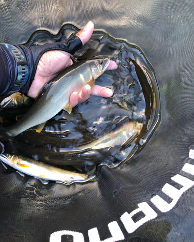 アユの釣果