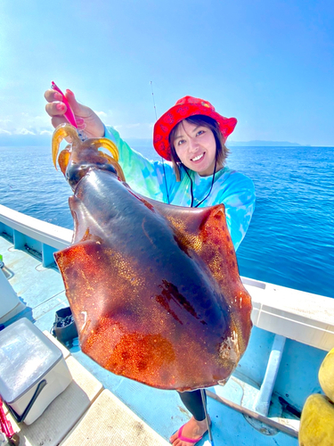 アオリイカの釣果