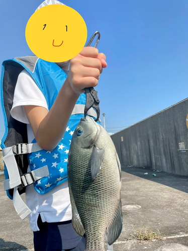 グレの釣果