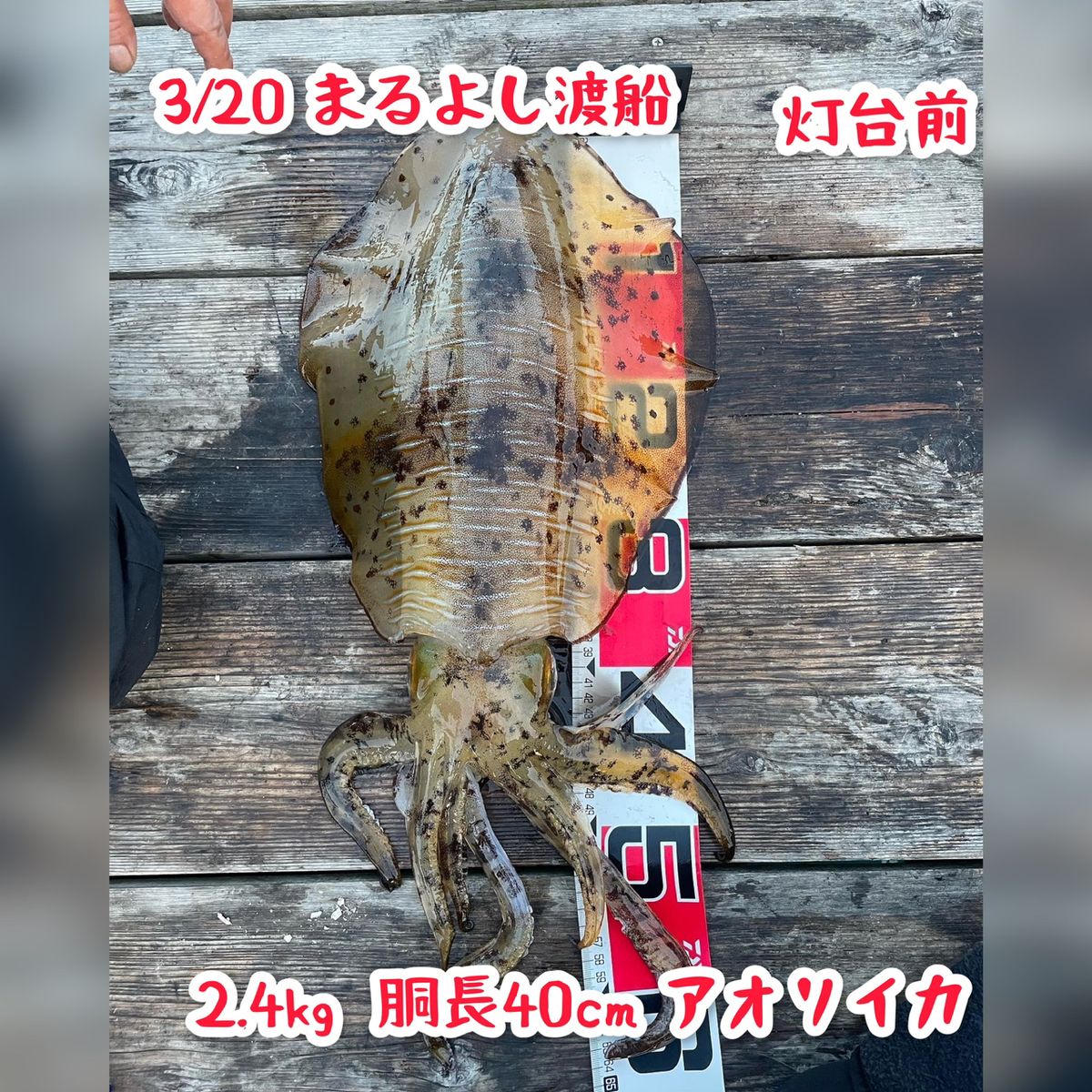 風まかせ釣　りいこさんの釣果 2枚目の画像