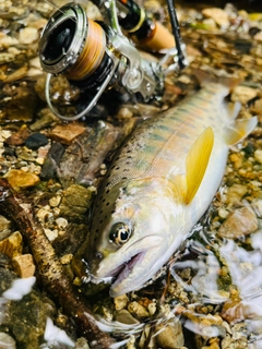 ヤマメの釣果