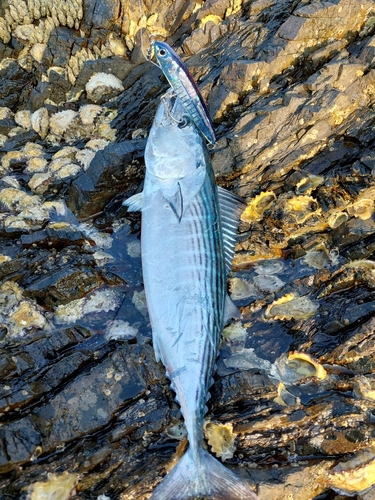 ハガツオの釣果