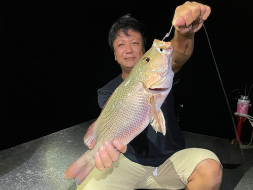 鹿児島県で釣れたゴマフエダイの釣り・釣果情報 - アングラーズ