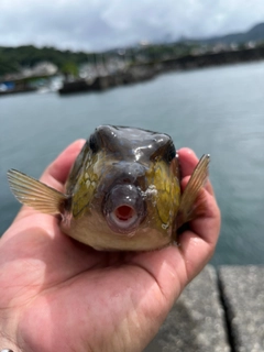 シマアジの釣果