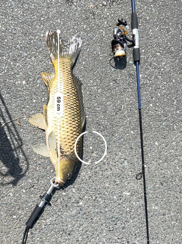 コイの釣果