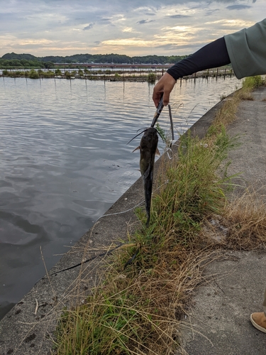 ナマズの釣果