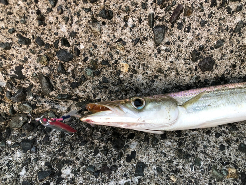 カマスの釣果