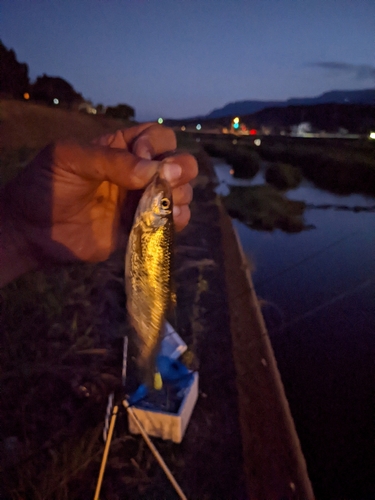 オイカワの釣果