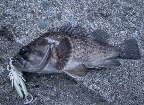 ソイの釣果