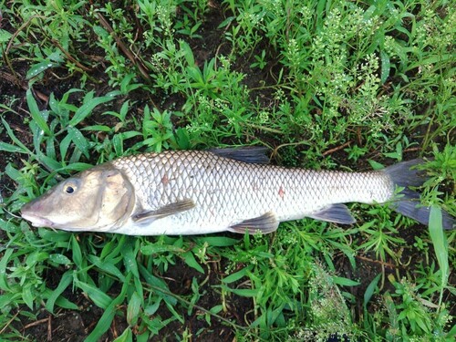 ニゴイの釣果