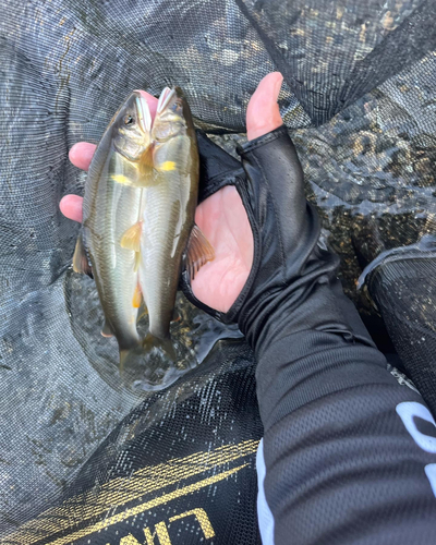 アユの釣果