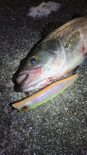 タイリクスズキの釣果