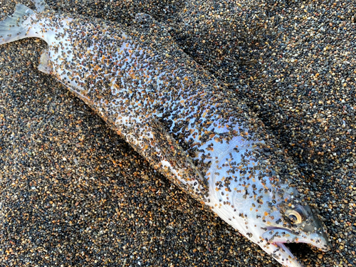 カラフトマスの釣果