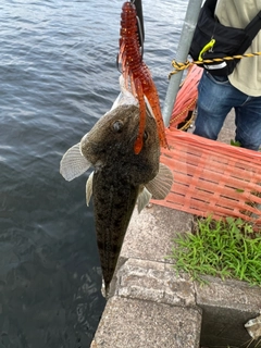 マゴチの釣果