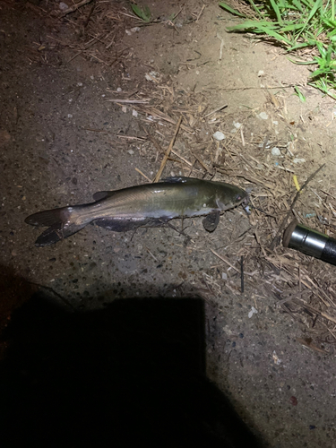 アメリカナマズの釣果