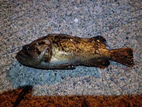 ソイの釣果