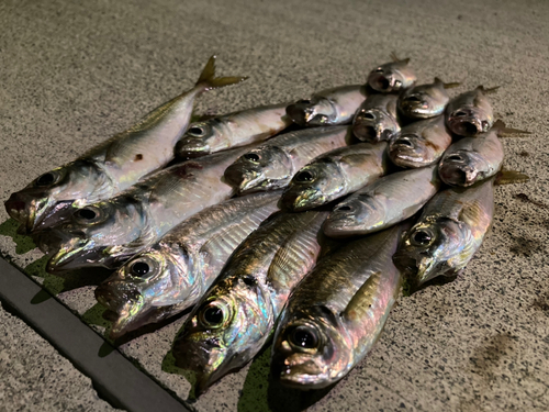 アジの釣果