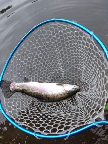 ニジマスの釣果