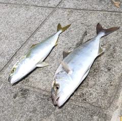 ショゴの釣果