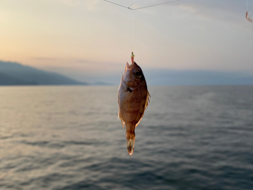 マダイの釣果